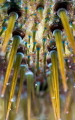   Sea Urchin closeup close-up close  